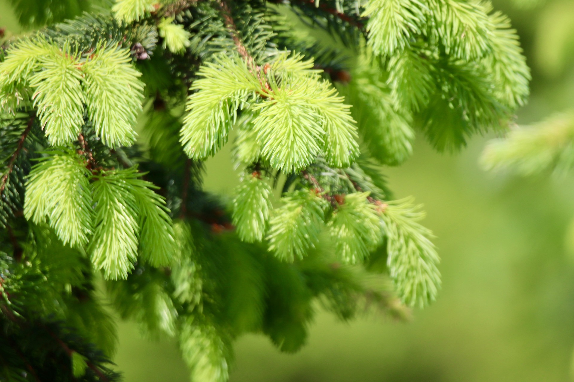 KEM-Bild_Blog_Fichtenduft